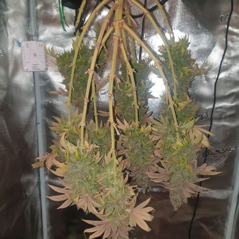 Special Queen #1 growlog timeline photo