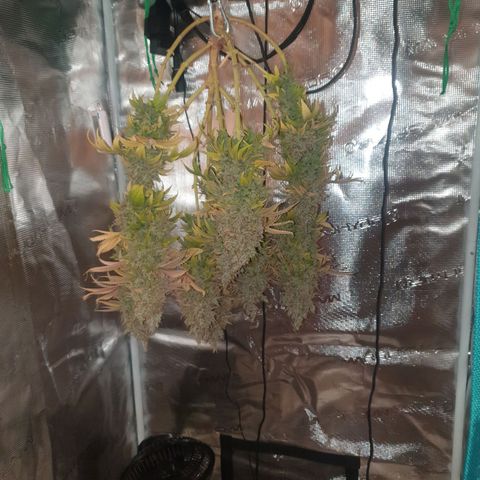 Special Queen #1 growlog timeline photo