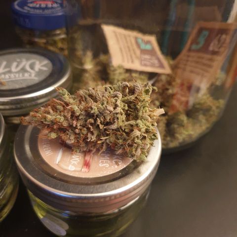 Special Queen #1 growlog timeline photo