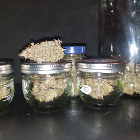 Special Queen #1 growlog timeline photo