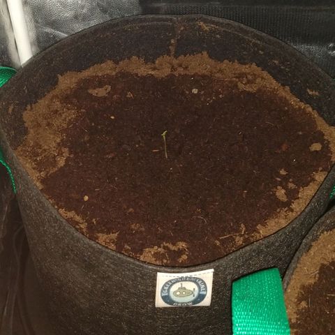H.N.S. Jack Herer growlog timeline photo