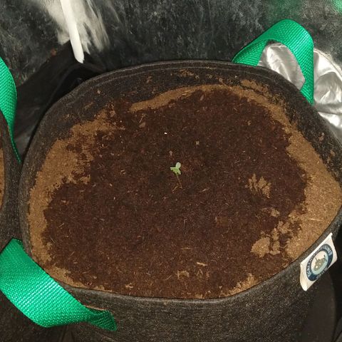H.N.S. Jack Herer growlog timeline photo