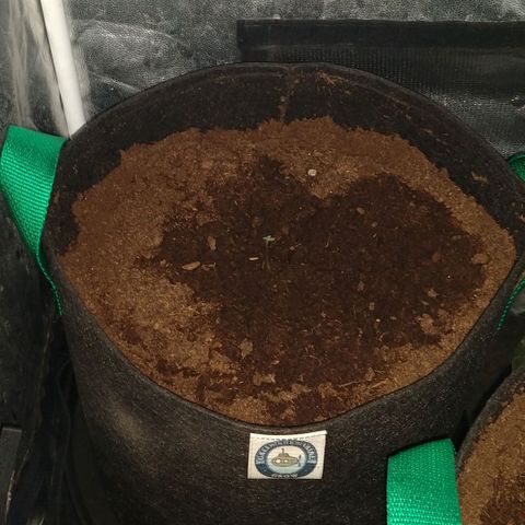 H.N.S. Jack Herer growlog timeline photo