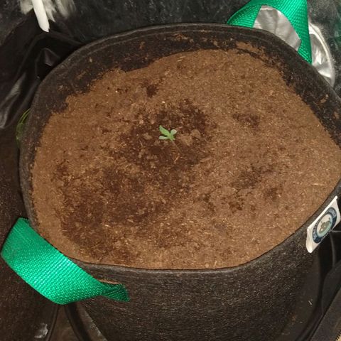 H.N.S. Jack Herer growlog timeline photo
