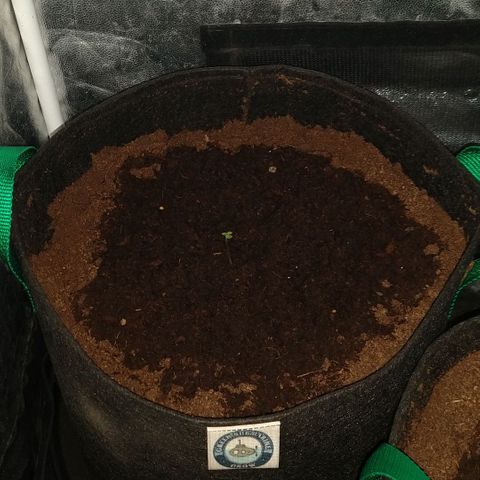 H.N.S. Jack Herer growlog timeline photo