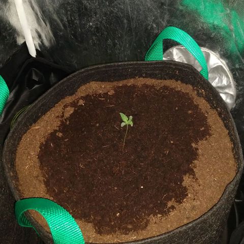 H.N.S. Jack Herer growlog timeline photo