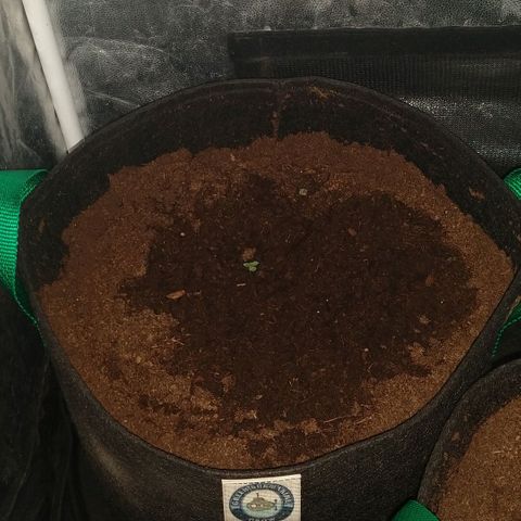 H.N.S. Jack Herer growlog timeline photo