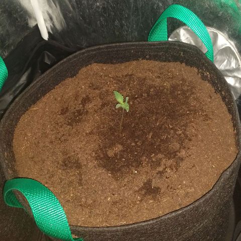 H.N.S. Jack Herer growlog timeline photo