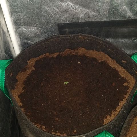 H.N.S. Jack Herer growlog timeline photo