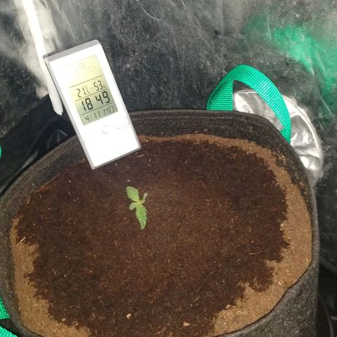 H.N.S. Jack Herer growlog timeline photo