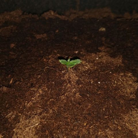 H.N.S. Jack Herer growlog timeline photo
