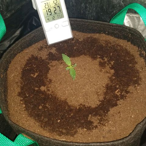 H.N.S. Jack Herer growlog timeline photo