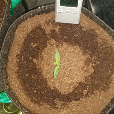 H.N.S. Jack Herer growlog timeline photo