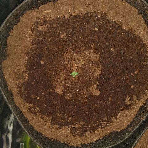H.N.S. Jack Herer growlog timeline photo