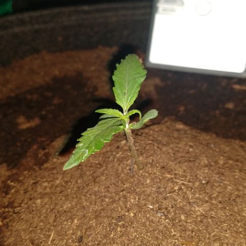 H.N.S. Jack Herer growlog timeline photo