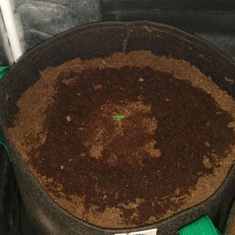 H.N.S. Jack Herer growlog timeline photo