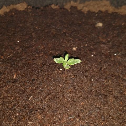 H.N.S. Jack Herer growlog timeline photo