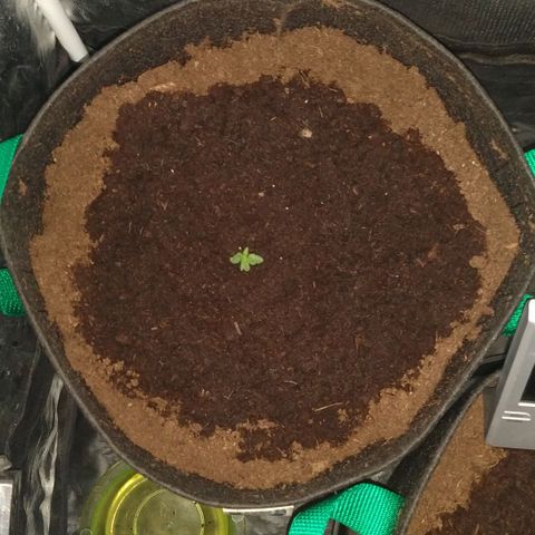 H.N.S. Jack Herer growlog timeline photo