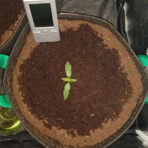 H.N.S. Jack Herer growlog timeline photo