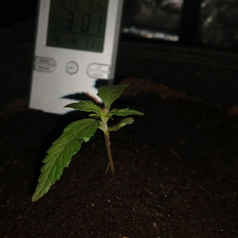 H.N.S. Jack Herer growlog timeline photo