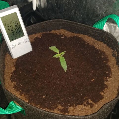 H.N.S. Jack Herer growlog timeline photo