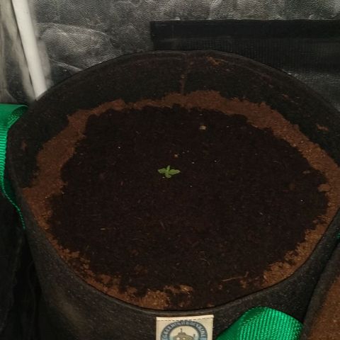 H.N.S. Jack Herer growlog timeline photo