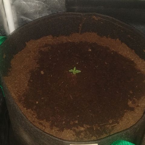 H.N.S. Jack Herer growlog timeline photo