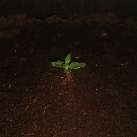 H.N.S. Jack Herer growlog timeline photo
