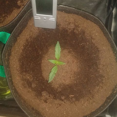 H.N.S. Jack Herer growlog timeline photo