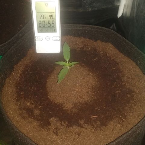 H.N.S. Jack Herer growlog timeline photo