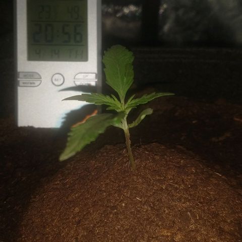 H.N.S. Jack Herer growlog timeline photo
