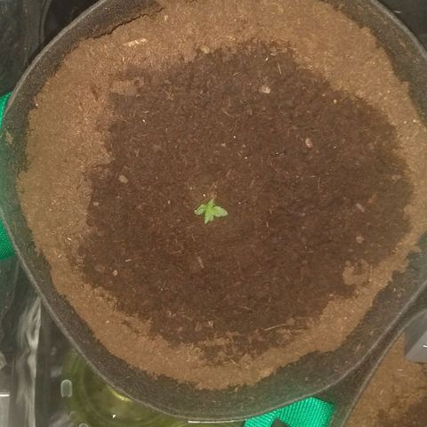 H.N.S. Jack Herer growlog timeline photo