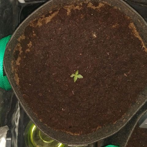 H.N.S. Jack Herer growlog timeline photo