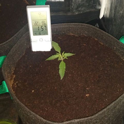 H.N.S. Jack Herer growlog timeline photo