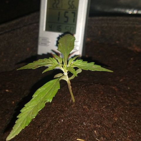 H.N.S. Jack Herer growlog timeline photo