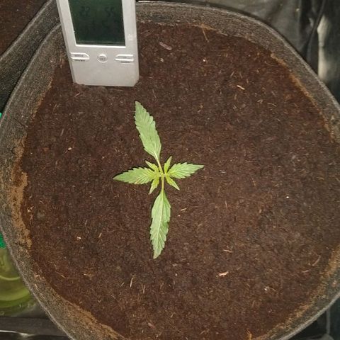 H.N.S. Jack Herer growlog timeline photo