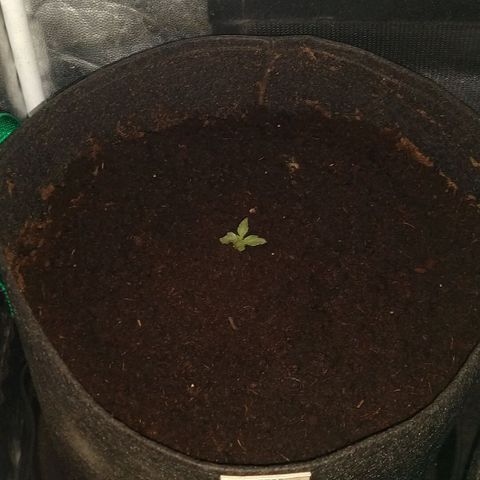 H.N.S. Jack Herer growlog timeline photo