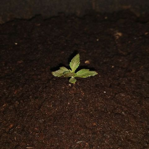 H.N.S. Jack Herer growlog timeline photo