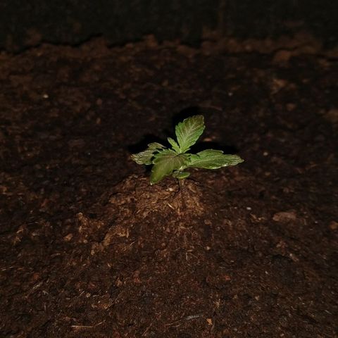 H.N.S. Jack Herer growlog timeline photo