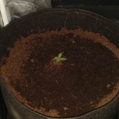 H.N.S. Jack Herer growlog timeline photo