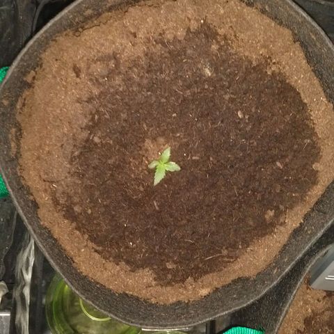 H.N.S. Jack Herer growlog timeline photo