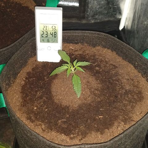 H.N.S. Jack Herer growlog timeline photo