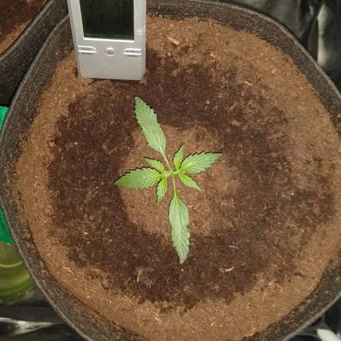 H.N.S. Jack Herer growlog timeline photo