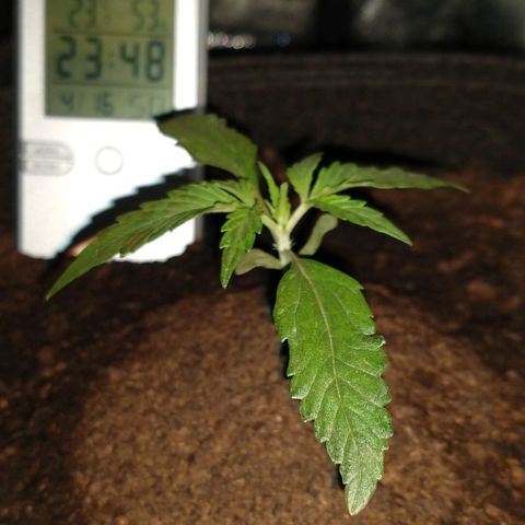 H.N.S. Jack Herer growlog timeline photo