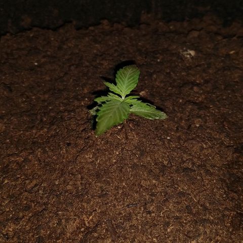 H.N.S. Jack Herer growlog timeline photo