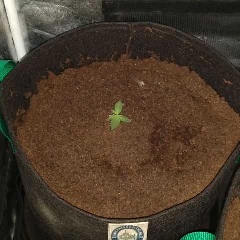 H.N.S. Jack Herer growlog timeline photo