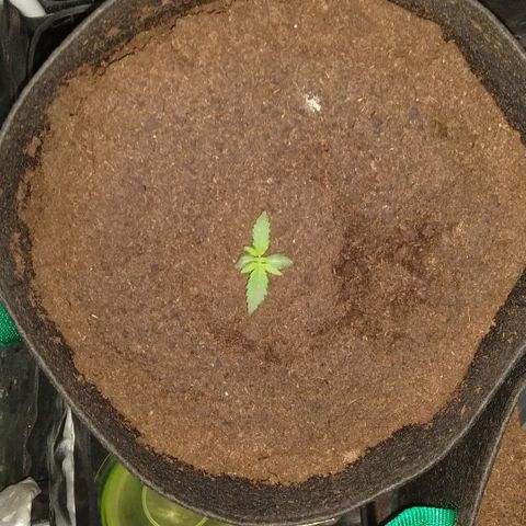 H.N.S. Jack Herer growlog timeline photo