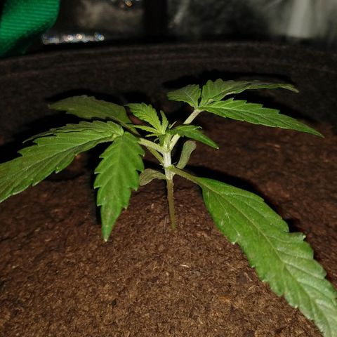 H.N.S. Jack Herer growlog timeline photo