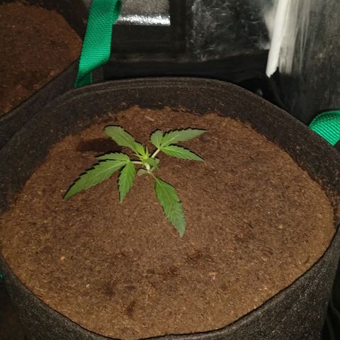 H.N.S. Jack Herer growlog timeline photo