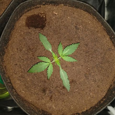 H.N.S. Jack Herer growlog timeline photo